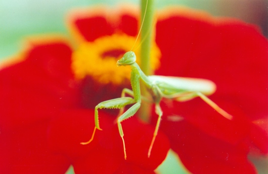 gafanhoto sobre uma flor vermelha